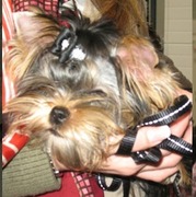 honden foto van Koko