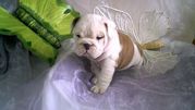 honden foto van covents kim