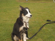 honden foto van Raisa