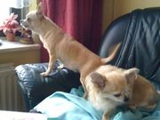 honden foto van D.J. Jansen