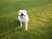 honden foto van Larissa van der Hoek