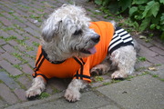 honden foto van Staffy