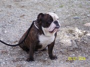 honden foto van jolanda