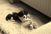 honden foto van Debbie