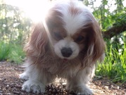 honden foto van Celine