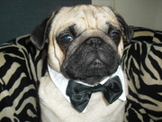 honden foto van gonda de vries