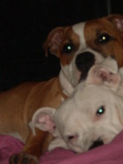 honden foto honden foto van d