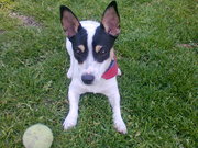 honden foto van wilma en ad