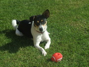 honden foto van jose van eck