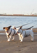 honden foto van sandra
