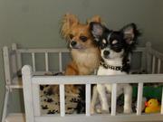 honden foto van Tara,Matz,Ollie