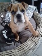 honden foto van Romy V
