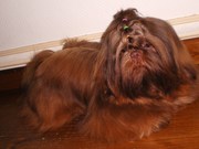 honden foto van Ida