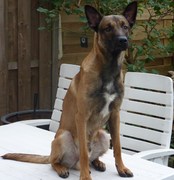 honden foto van jeroen
