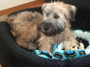 honden foto van maud