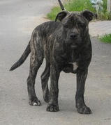 honden foto van Eddy