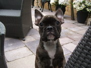 honden foto van monique