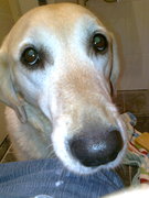 honden foto van linda