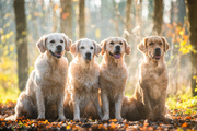 honden foto van Het Gouden Kwartet & Baasje