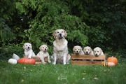 honden foto honden foto van Het Gouden Vijftal & Baasje
