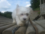 honden foto van anja en simba