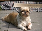 honden foto honden foto van Marja