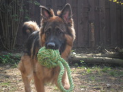 honden foto van ashley