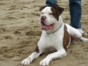 honden foto van NMC Saunier-Kolle