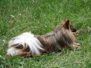 honden foto van Ria Van Eyck