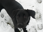 honden foto van nevdsalm