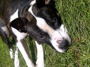 honden foto van Rosanne