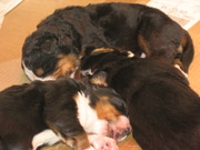 honden foto van Jessica en de kleine bengels