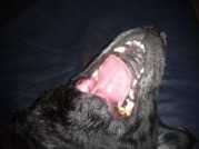 honden foto van carla & joyce