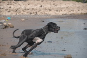 honden foto van brenda