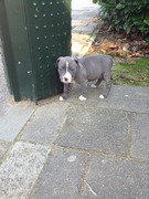 honden foto van Micky