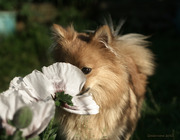 honden foto van Guido Ramackers