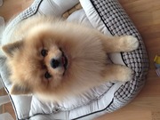 honden foto van Sara 