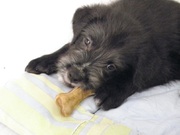 honden foto van Angela