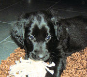 honden foto van Fenne
