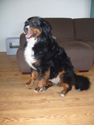 honden foto van sietske
