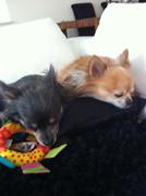 honden foto van esther 