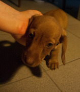 honden foto van Stormy