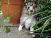 honden foto van Tise