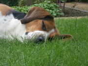 honden foto van Cynthia