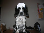 honden foto van Silvano