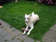 honden foto honden foto van marianne