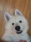 honden foto honden foto van Kevin