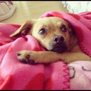 honden foto honden foto van Daphne