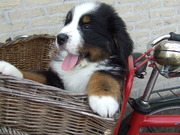 honden foto van geeske