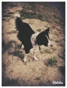 honden foto van maartje